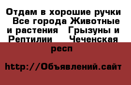 Отдам в хорошие ручки - Все города Животные и растения » Грызуны и Рептилии   . Чеченская респ.